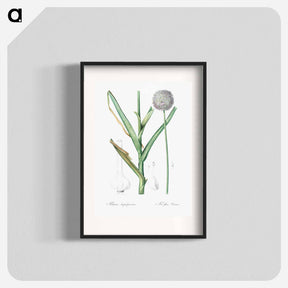アートポスター-Broadleaf wild leek illustration - ピエール ジョゼフ ルドゥーテ Poster.
