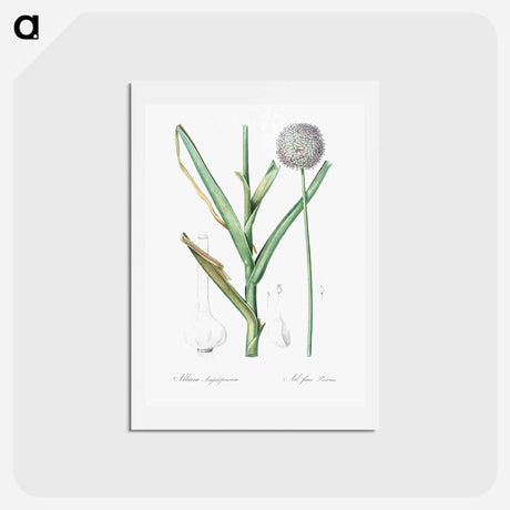 アートポストカード-Broadleaf wild leek illustration - ピエール ジョゼフ ルドゥーテ Postcard.