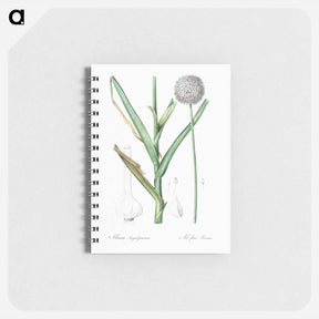 アートメモ帳-Broadleaf wild leek illustration - ピエール ジョゼフ ルドゥーテ Memo.