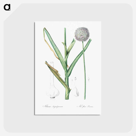 アートポストカード-Broadleaf wild leek illustration - ピエール ジョゼフ ルドゥーテ Postcard.