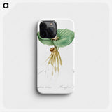 Sand ginger illustration - Pierre Joseph Redouté Phone Case.