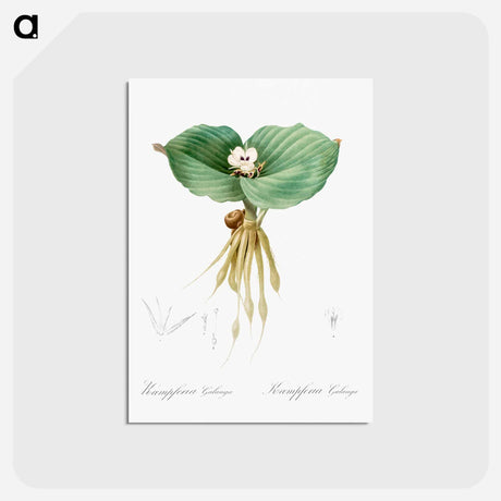 アートポストカード-Sand ginger illustration - ピエール ジョゼフ ルドゥーテ Postcard.