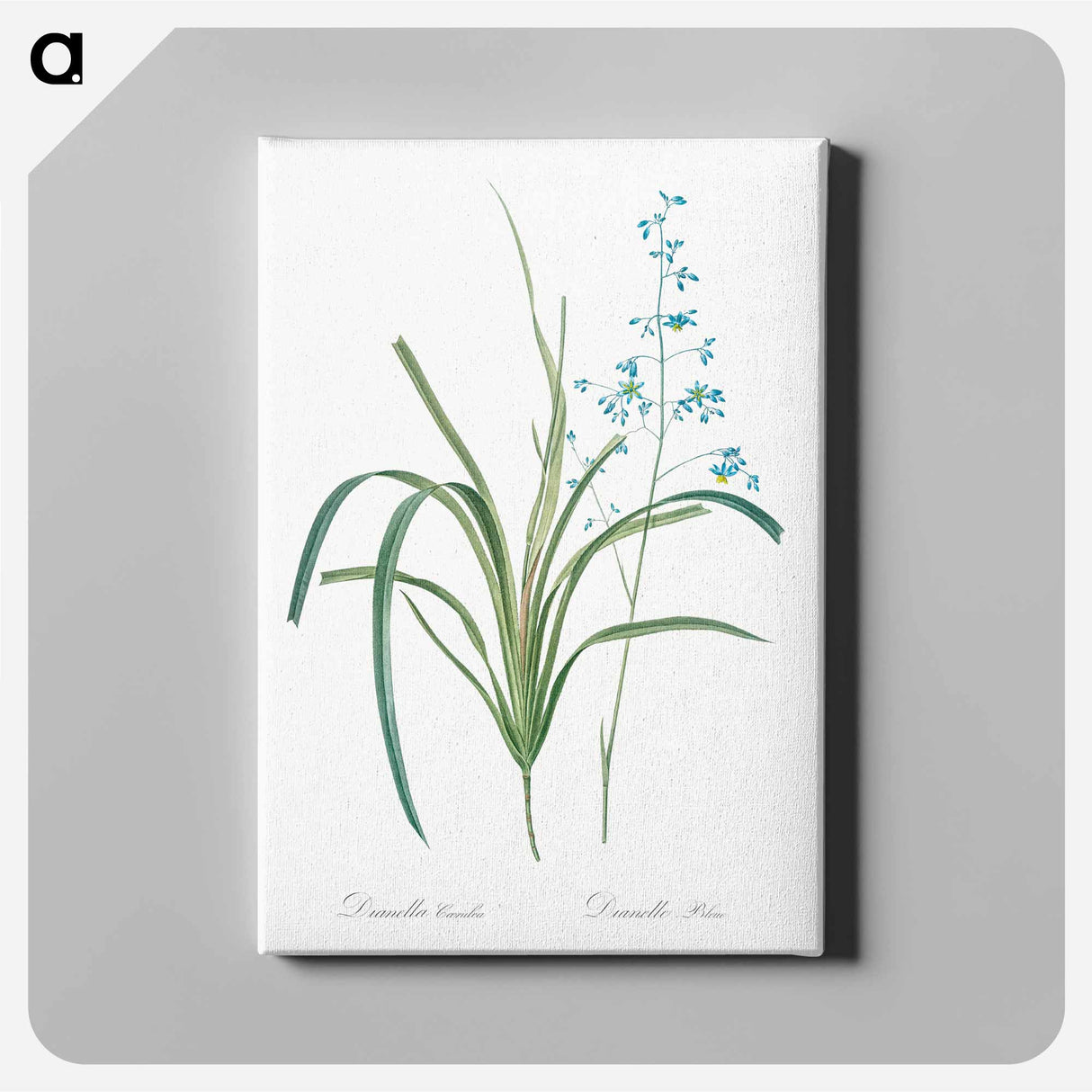 Blueberry lily illustration - ピエール ジョゼフ ルドゥーテ Canvas.