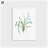 アートポストカード-Blueberry lily illustration - ピエール ジョゼフ ルドゥーテ Postcard.