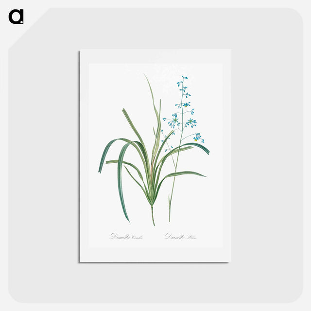 アートポストカード-Blueberry lily illustration - ピエール ジョゼフ ルドゥーテ Postcard.