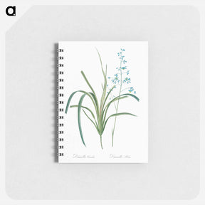 アートメモ帳-Blueberry lily illustration - ピエール ジョゼフ ルドゥーテ Memo.