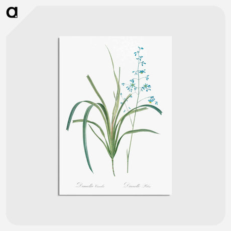 アートポストカード-Blueberry lily illustration - ピエール ジョゼフ ルドゥーテ Postcard.