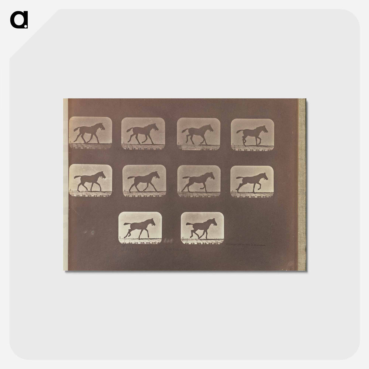 アートポストカード-Trotting - Change to Running
 - エドワード マイブリッジ Postcard.