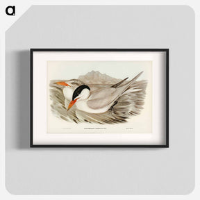 アートポスター-Powerful Tern
 - ジョン グールド Poster.