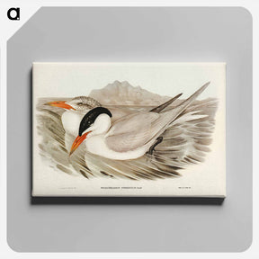 アートパネル-Powerful Tern
 - ジョン グールド Canvas.
