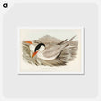 アートポストカード-Powerful Tern
 - ジョン グールド Postcard.