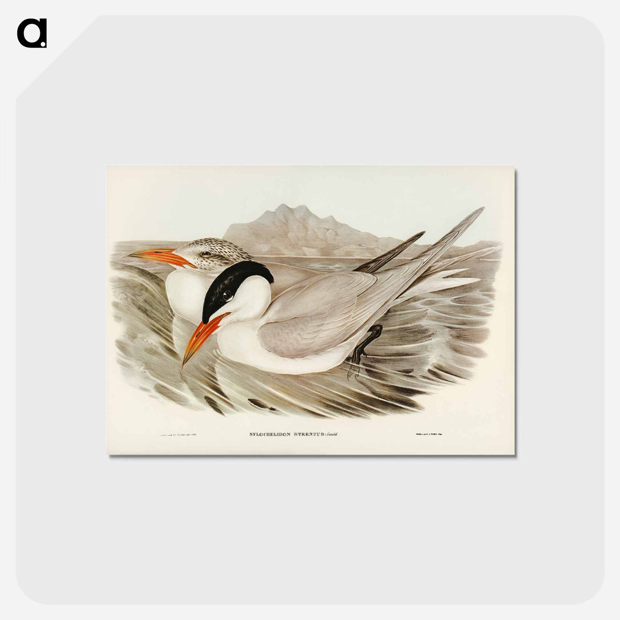 アートポストカード-Powerful Tern
 - ジョン グールド Postcard.