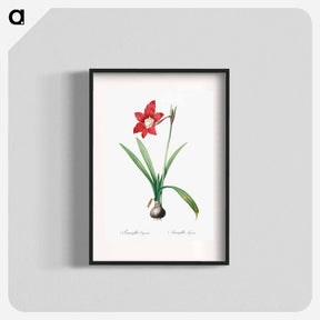 アートポスター-Hippeastrum - ピエール ジョゼフ ルドゥーテ Poster.