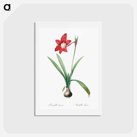 アートポストカード-Hippeastrum - ピエール ジョゼフ ルドゥーテ Postcard.