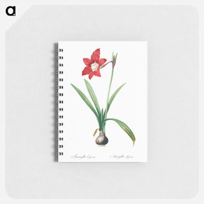 アートメモ帳-Hippeastrum - ピエール ジョゼフ ルドゥーテ Memo.