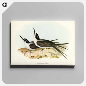 アートパネル-Panayan Tern
 - ジョン グールド Canvas.