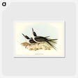 アートポストカード-Panayan Tern
 - ジョン グールド Postcard.