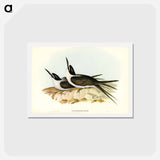 アートポストカード-Panayan Tern
 - ジョン グールド Postcard.