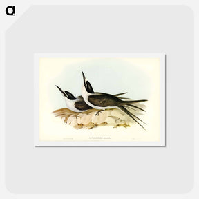 アートポストカード-Panayan Tern
 - ジョン グールド Postcard.