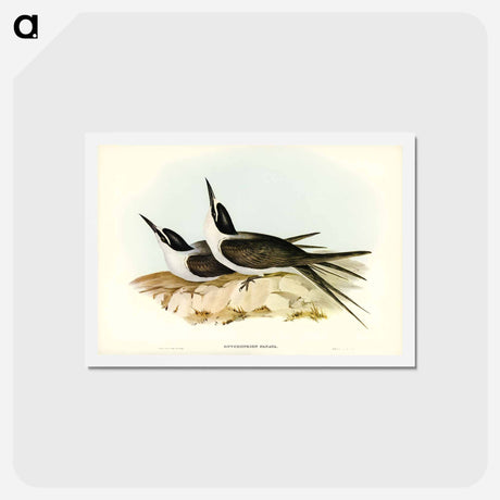 アートポストカード-Panayan Tern
 - ジョン グールド Postcard.