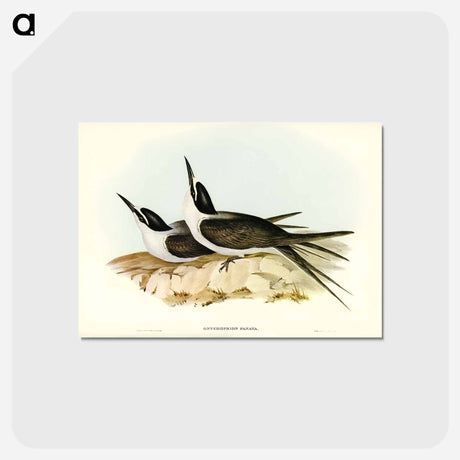 アートポストカード-Panayan Tern
 - ジョン グールド Postcard.