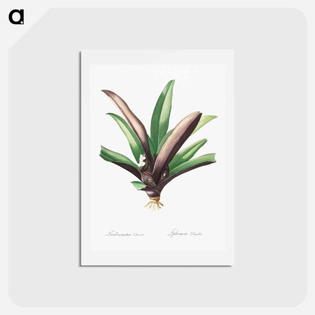 アートポストカード-Boat lily illustration - ピエール ジョゼフ ルドゥーテ Postcard.