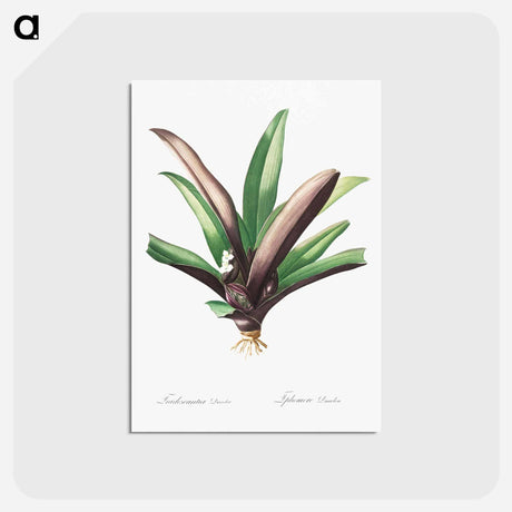 アートポストカード-Boat lily illustration - ピエール ジョゼフ ルドゥーテ Postcard.