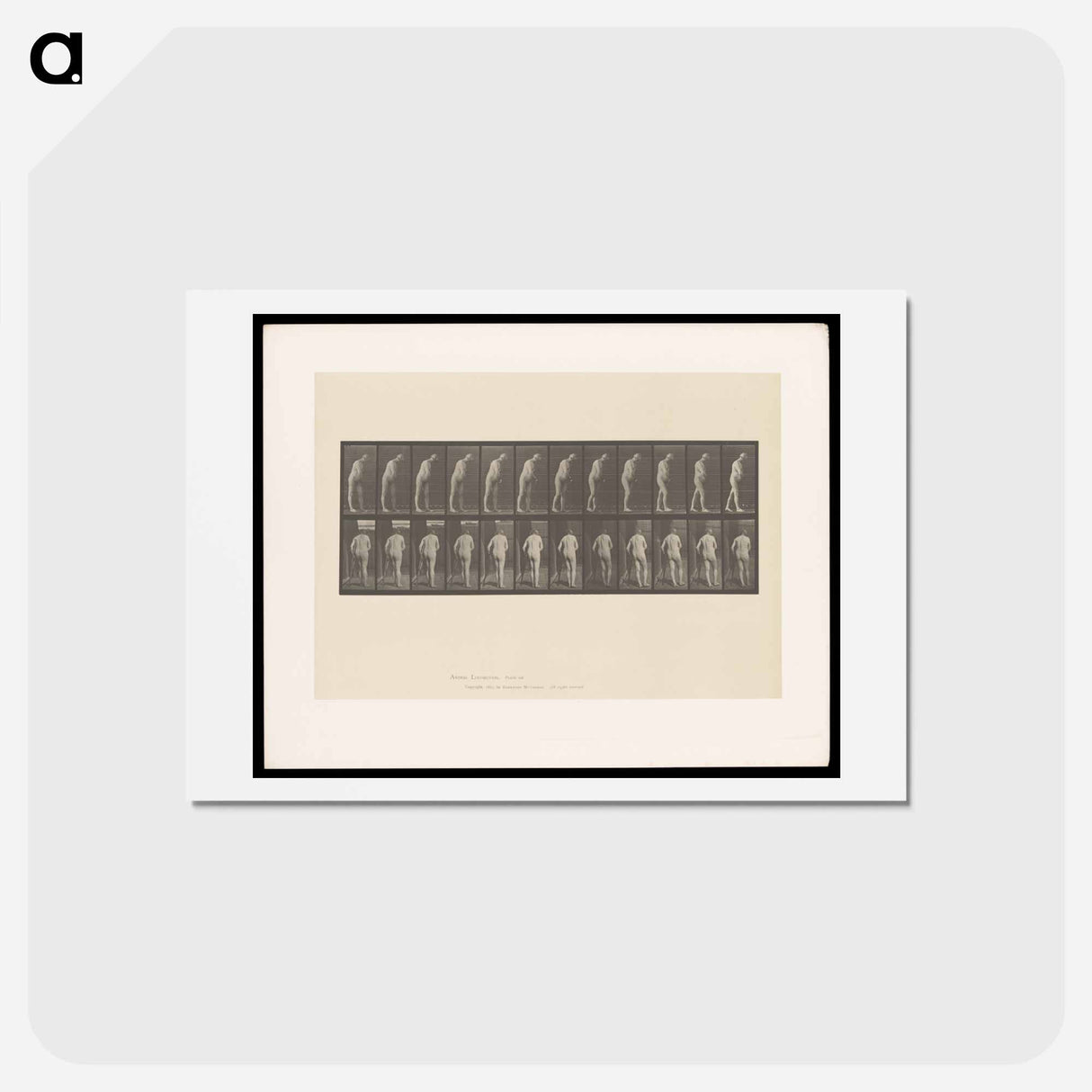 アートポストカード-Hemiplegic Man with Crutch
 - エドワード マイブリッジ Postcard.