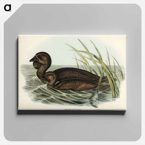 アートパネル-Musk Duck
 - ジョン グールド Canvas.