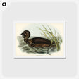 アートポストカード-Musk Duck
 - ジョン グールド Postcard.