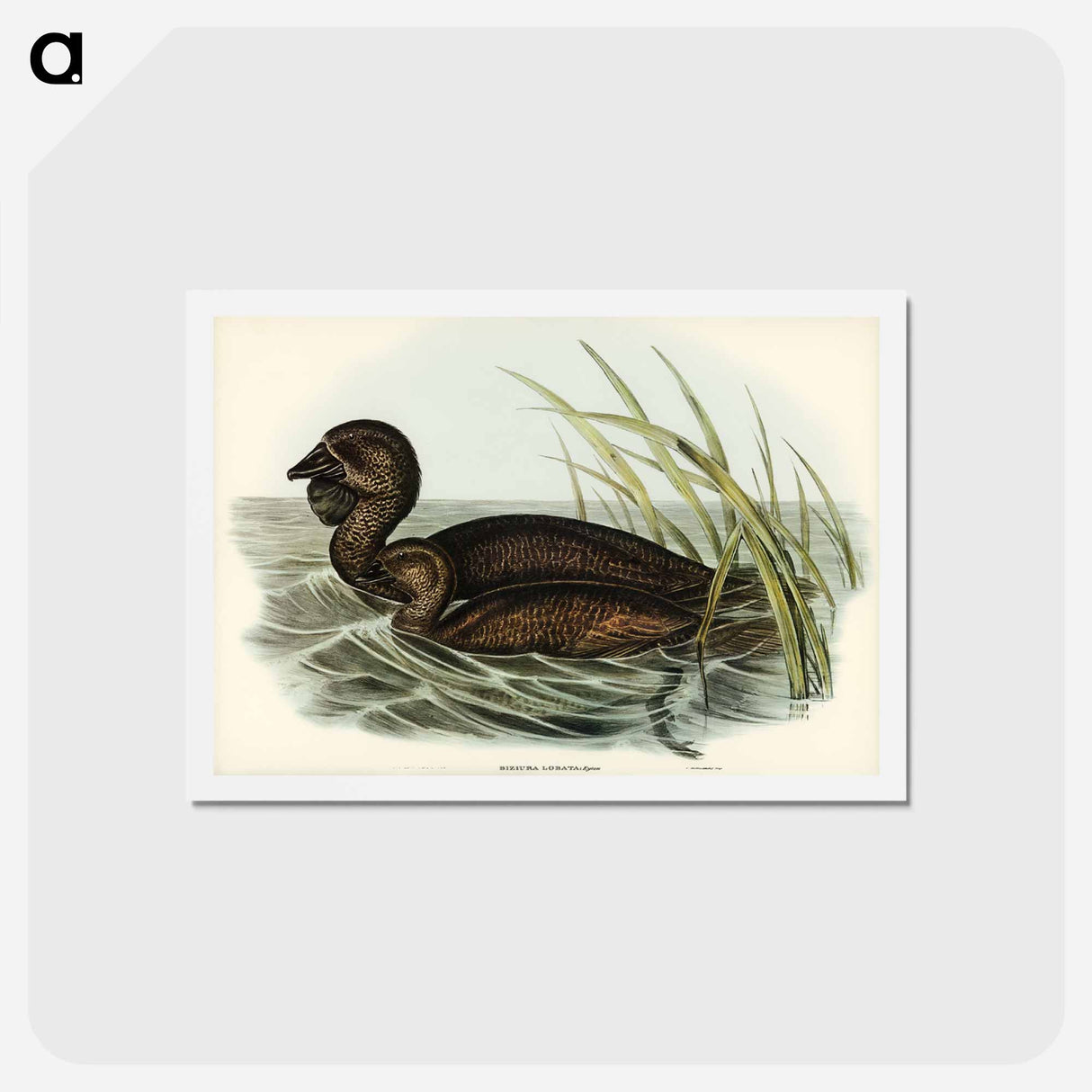 アートポストカード-Musk Duck
 - ジョン グールド Postcard.