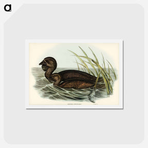 アートポストカード-Musk Duck
 - ジョン グールド Postcard.