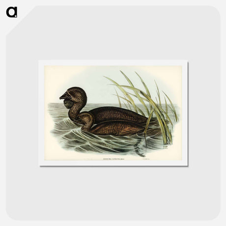 アートポストカード-Musk Duck
 - ジョン グールド Postcard.
