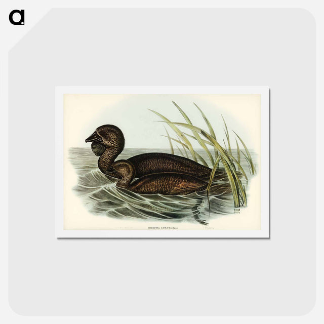 アートポストカード-Musk Duck
 - ジョン グールド Postcard.