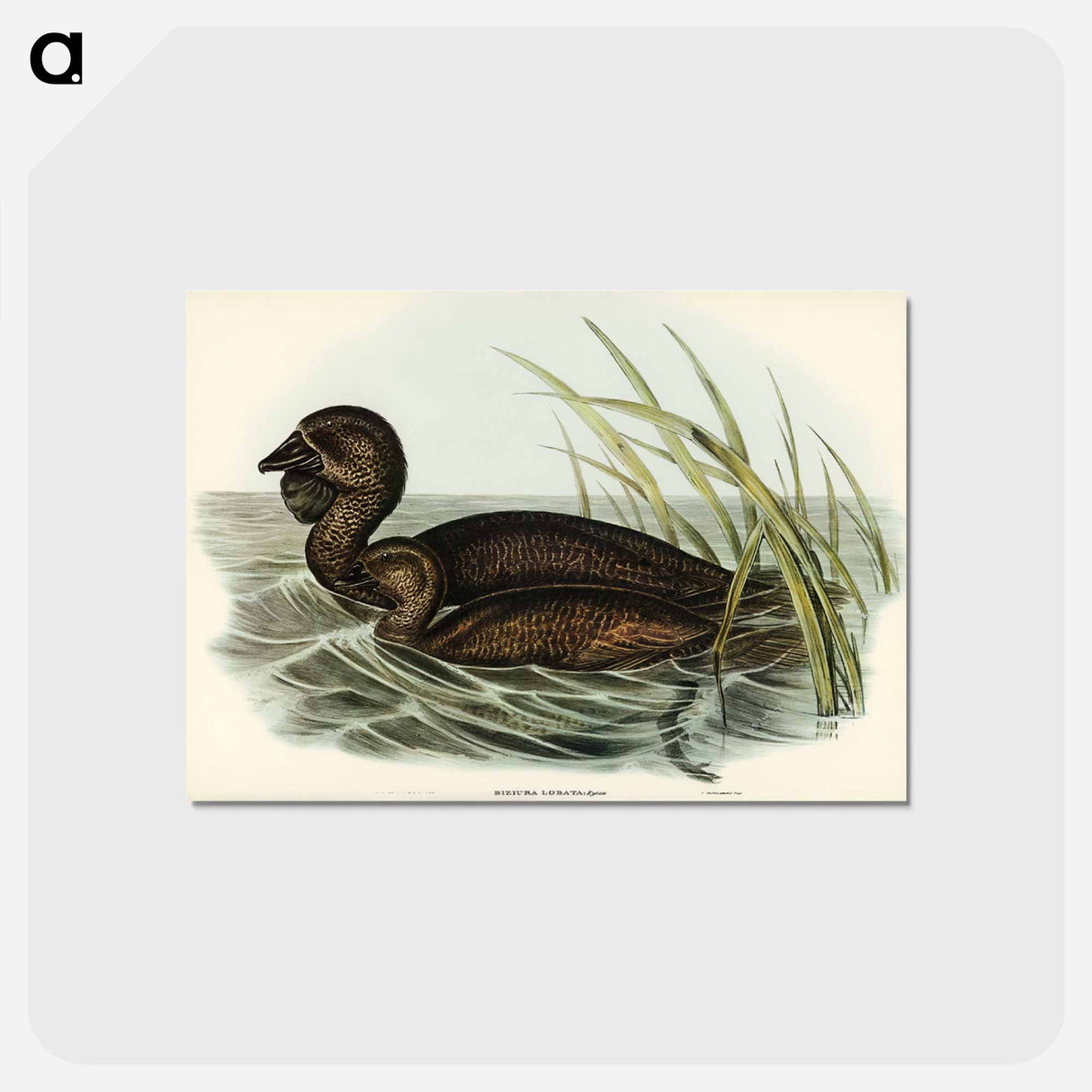 アートポストカード-Musk Duck
 - ジョン グールド Postcard.