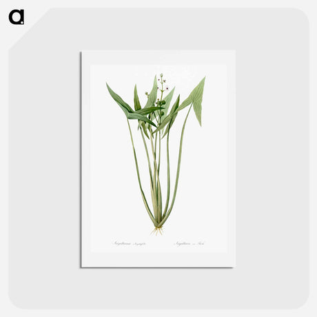 アートポストカード-Arrowhead - ピエール ジョゼフ ルドゥーテ Postcard.