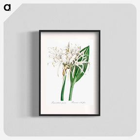 アートポスター-Green-tinge spiderlily illustration - ピエール ジョゼフ ルドゥーテ Poster.