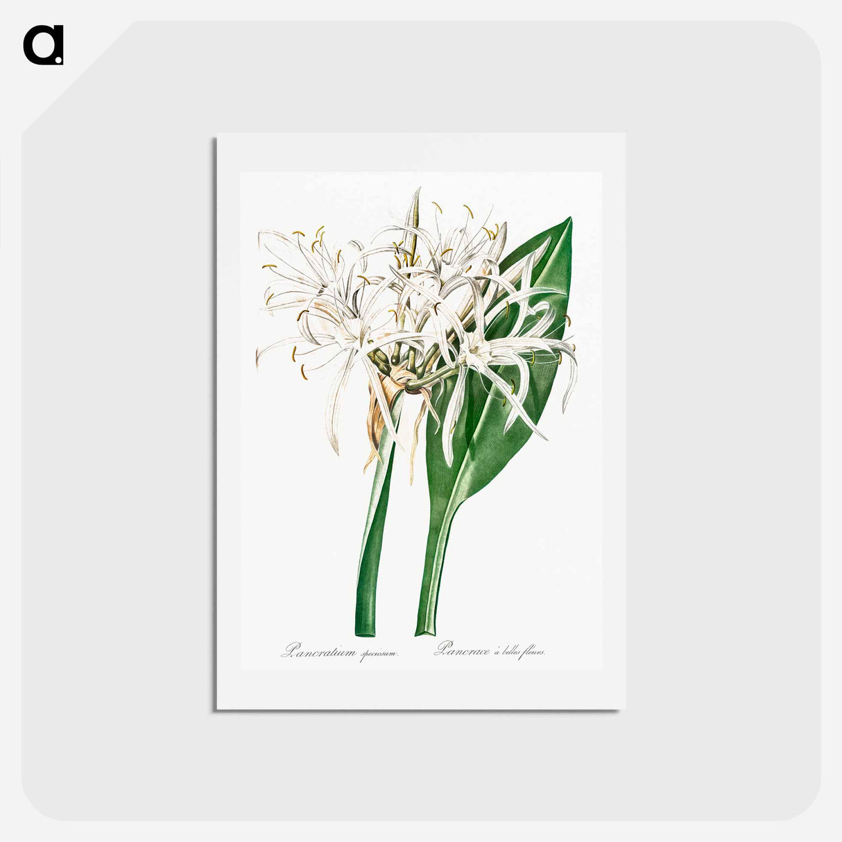 アートポストカード-Green-tinge spiderlily illustration - ピエール ジョゼフ ルドゥーテ Postcard.