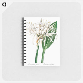アートメモ帳-Green-tinge spiderlily illustration - ピエール ジョゼフ ルドゥーテ Memo.