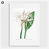 Green-tinge spiderlily illustration - Pierre Joseph Redouté Poster.