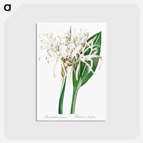 アートポストカード-Green-tinge spiderlily illustration - ピエール ジョゼフ ルドゥーテ Postcard.