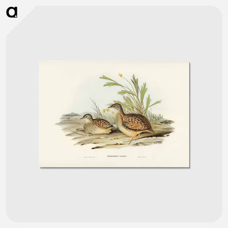 アートポストカード-Varied Hemipode
 - ジョン グールド Postcard.