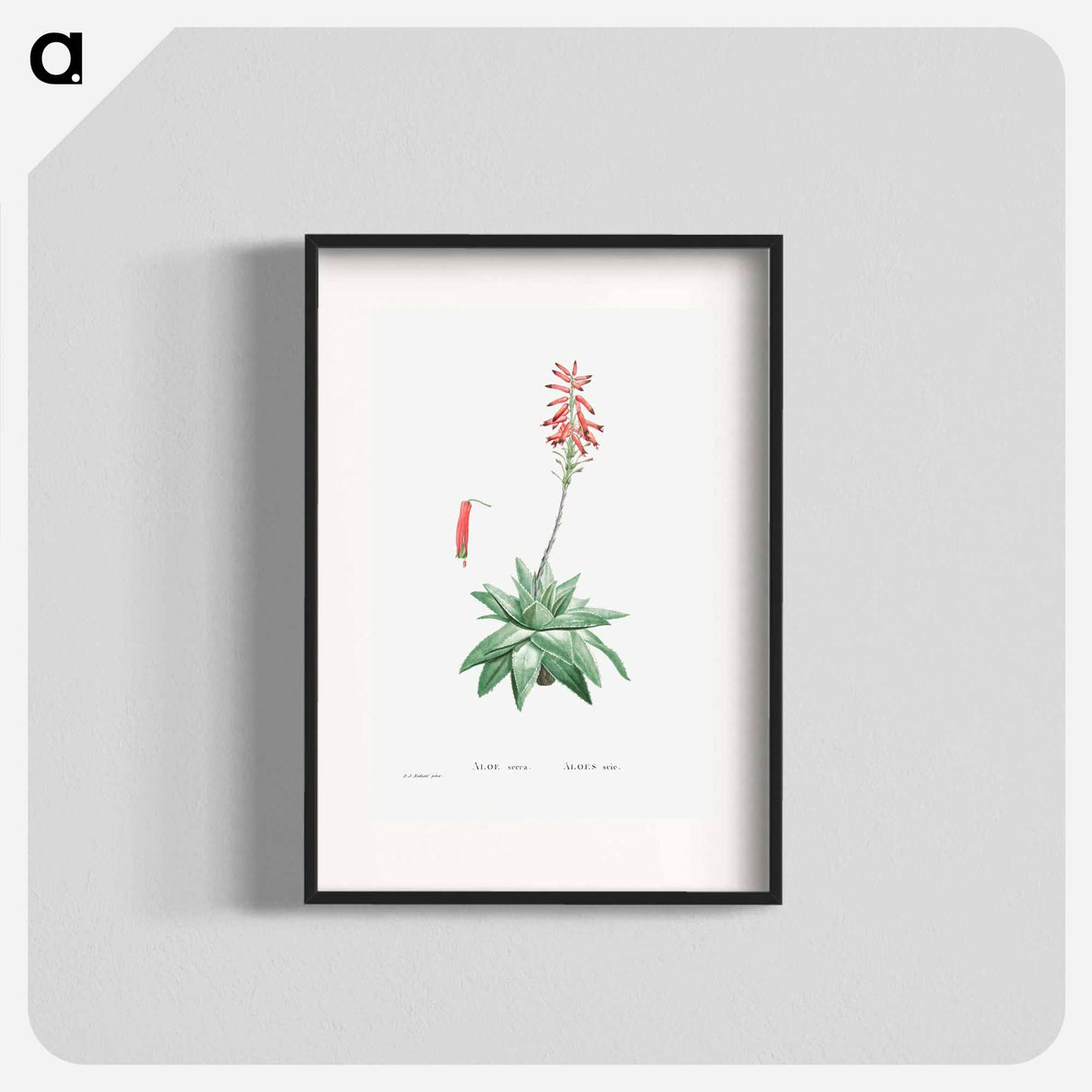 Aloe Serra - Pierre Joseph Redouté Poster.