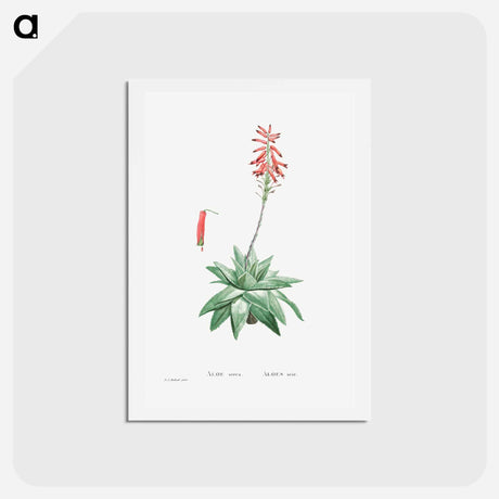 アートポストカード-Aloe Serra - ピエール ジョゼフ ルドゥーテ Postcard.