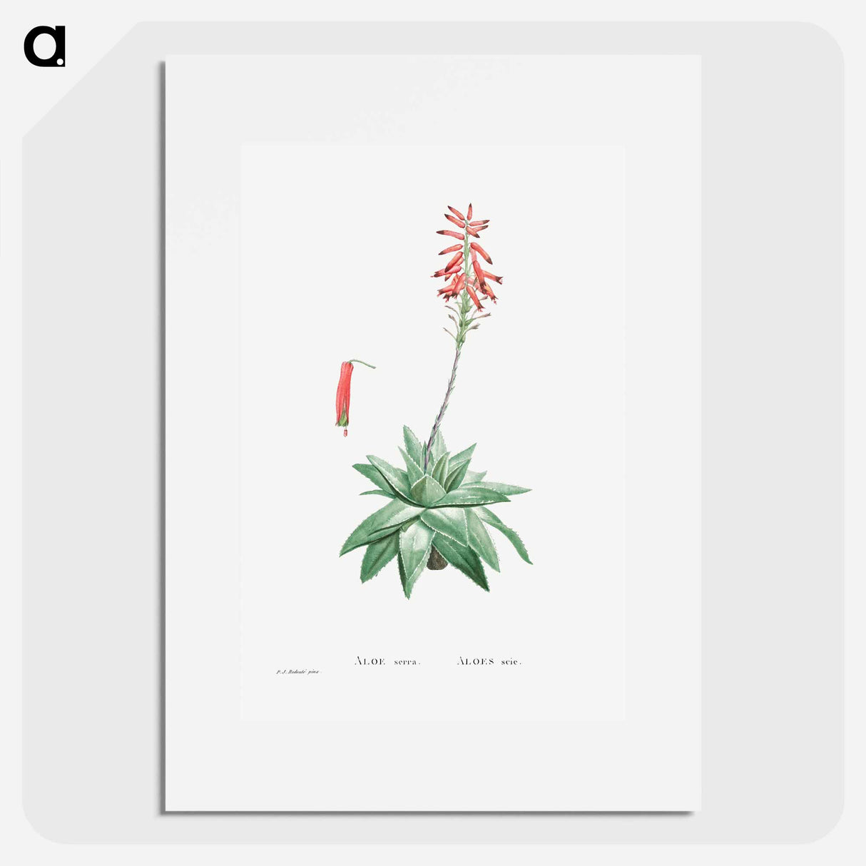 Aloe Serra - Pierre Joseph Redouté Poster.