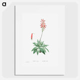 Aloe Serra - Pierre Joseph Redouté Poster.
