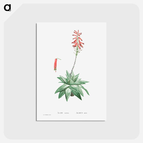 アートポストカード-Aloe Serra - ピエール ジョゼフ ルドゥーテ Postcard.