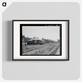 アートポスター-Cabins at the Delta cooperative farms - ドロテア ラング Poster.