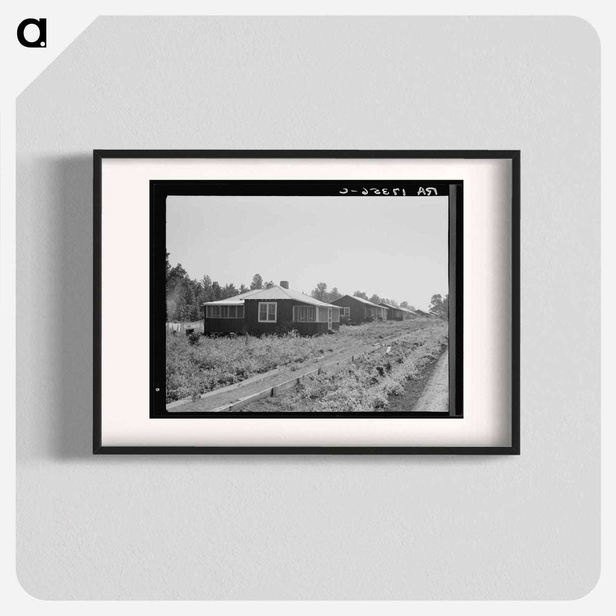 Cabins at the Delta cooperative farms - Dorothea Lange Poster.