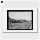 Cabins at the Delta cooperative farms - Dorothea Lange Poster.